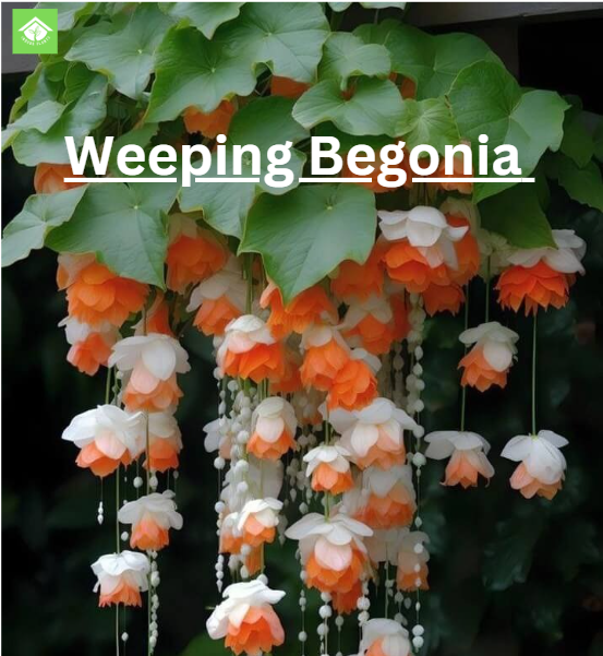 How to Propagate Weeping Begonia for Lush Blooms